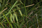 Cypress swamp sedge